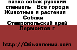 вязка собак русский спаниель - Все города Животные и растения » Собаки   . Ставропольский край,Лермонтов г.